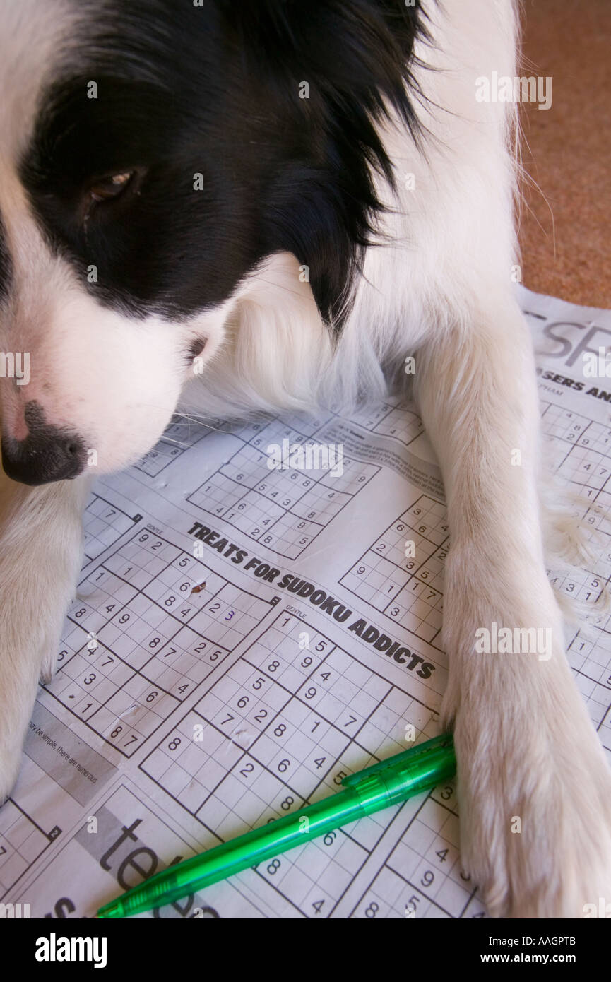 border collie puzzle