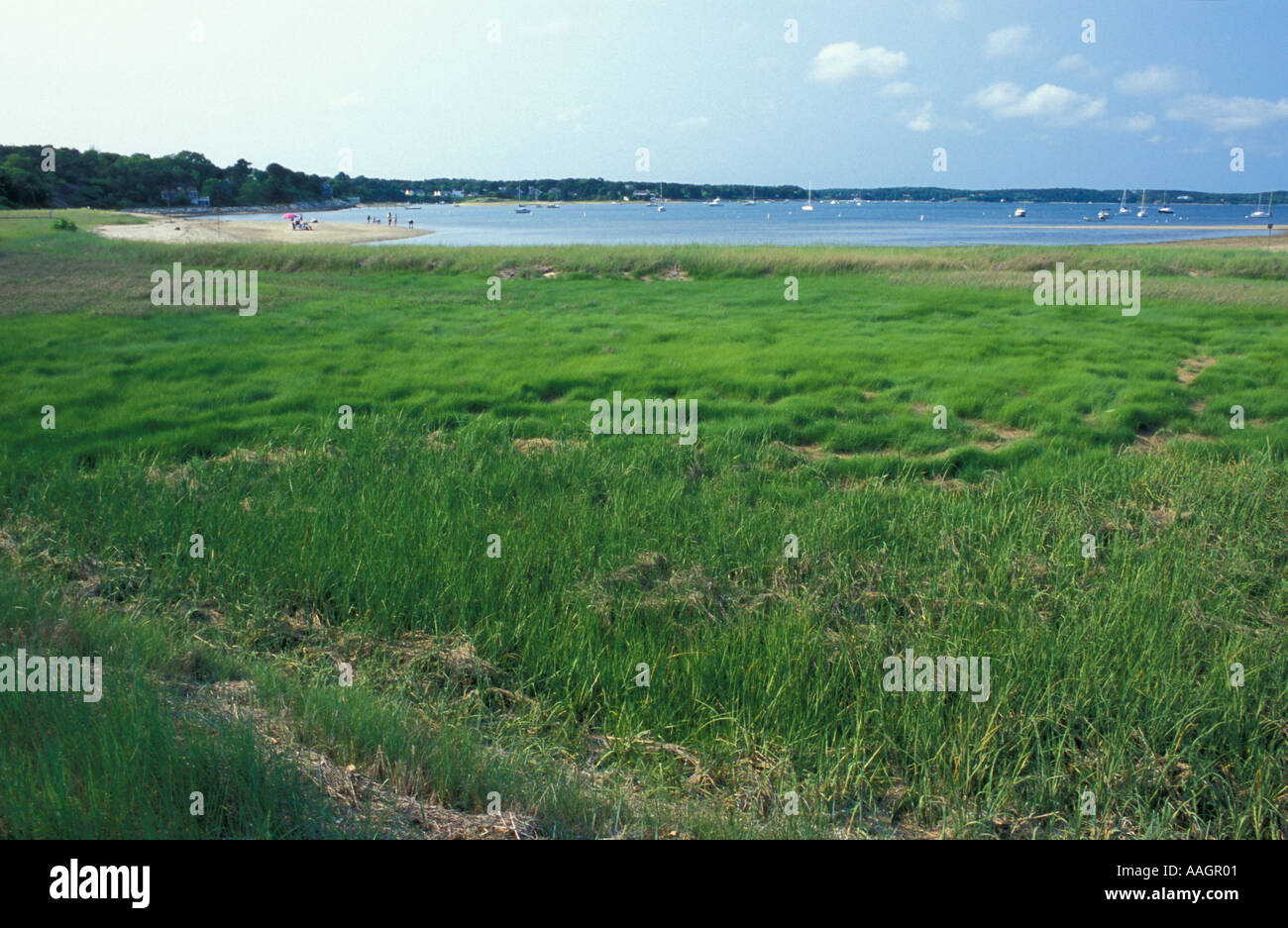 Harwich MA Grasses grow on the edges of Pleasant Bay in Harwich on Cape Cod  Stock Photo