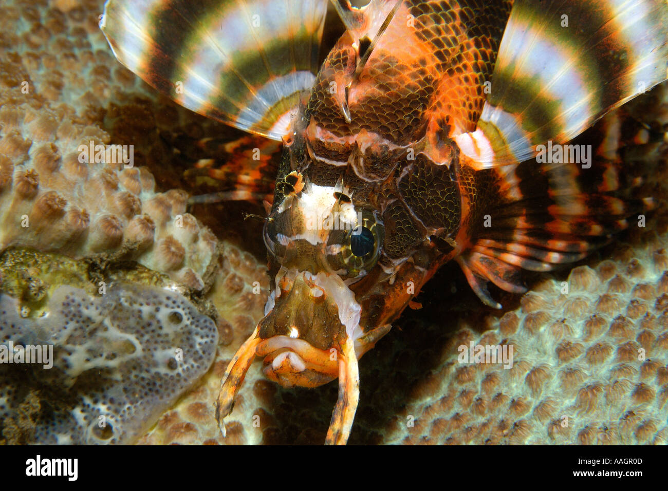 Twinspot lionfish Dendrochirus biocellatus head detail Dumaguete Negros Island Philippines Stock Photo