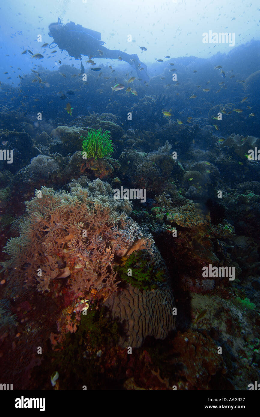 Coral reef and diver silhouette Apo Island marine reserve Philippines Visayan sea Stock Photo