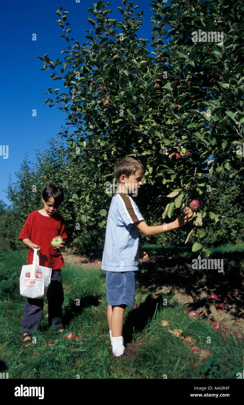 Bolton MA USA Apple picking on the Nicewicz Farm in Massachusetts