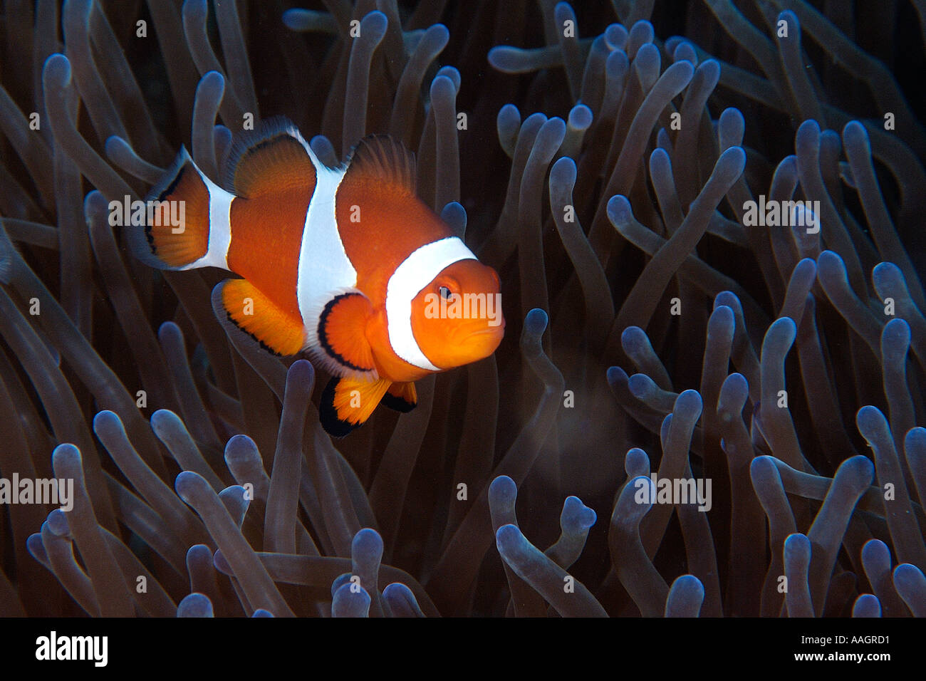 False clown anemone fish Amphiprion ocellaris Dauin Dumaguete Negros ...