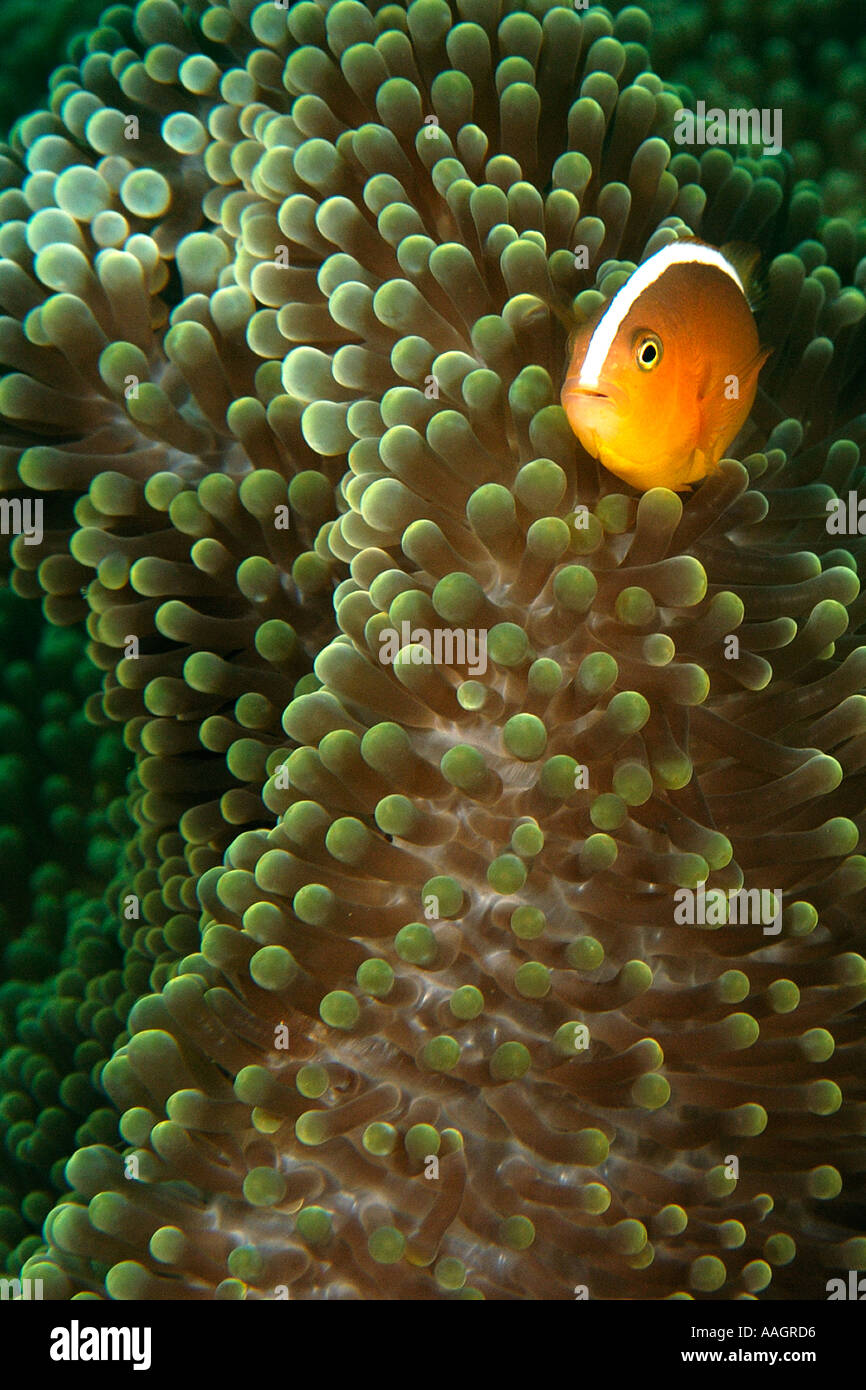 Orange anemone fish Amphiprion sandaracinos and Merten s sea anemone Stichodactyla mertensii Dauin Dumaguete Philippines Stock Photo