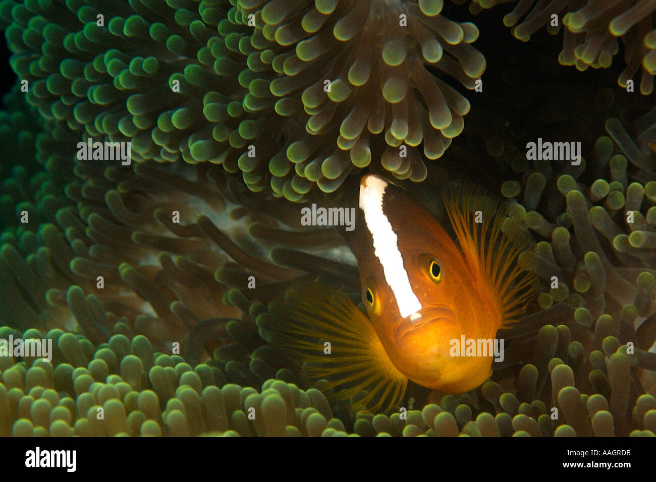 Orange anemone fish Amphiprion sandaracinos and Merten s sea anemone Stichodactyla mertensii Dauin Dumaguete Philippines Stock Photo