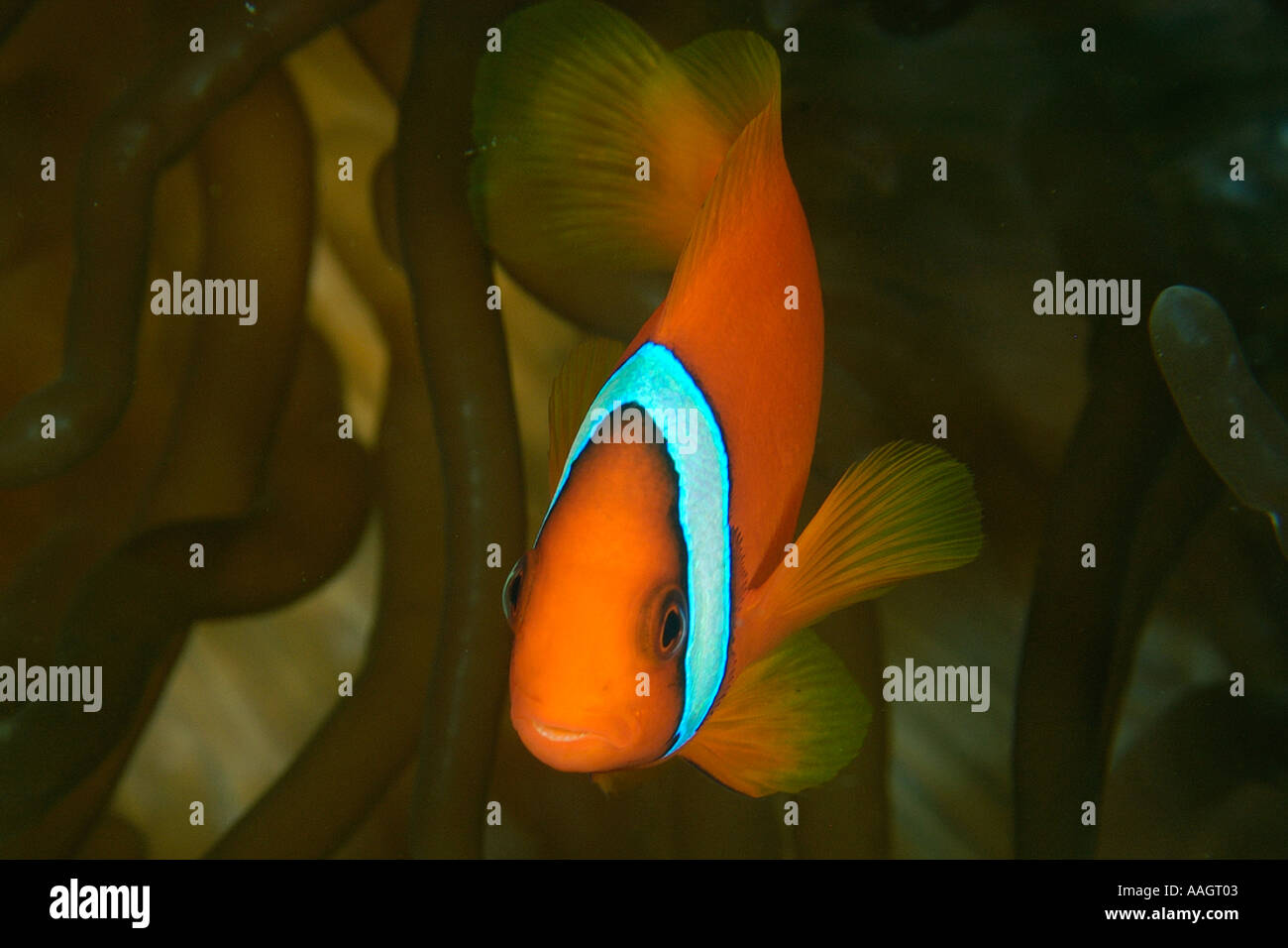 Male tomato anemonefish Amphiprion frenatus Dauin Dumaguete Negros Island Philippines Stock Photo