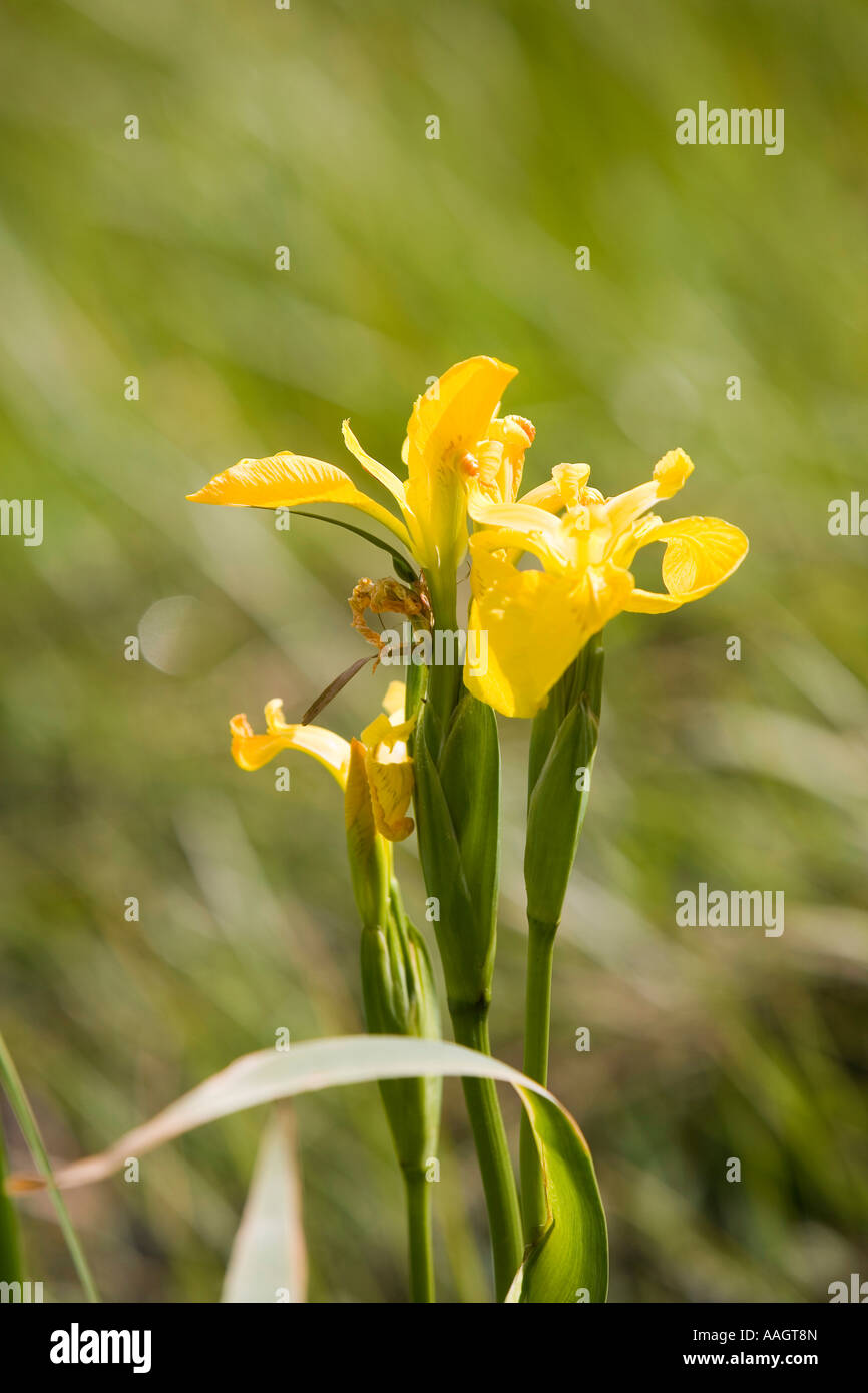 Ireland Donegal Inishowen Malin wild flowers Yellow Flag Iris