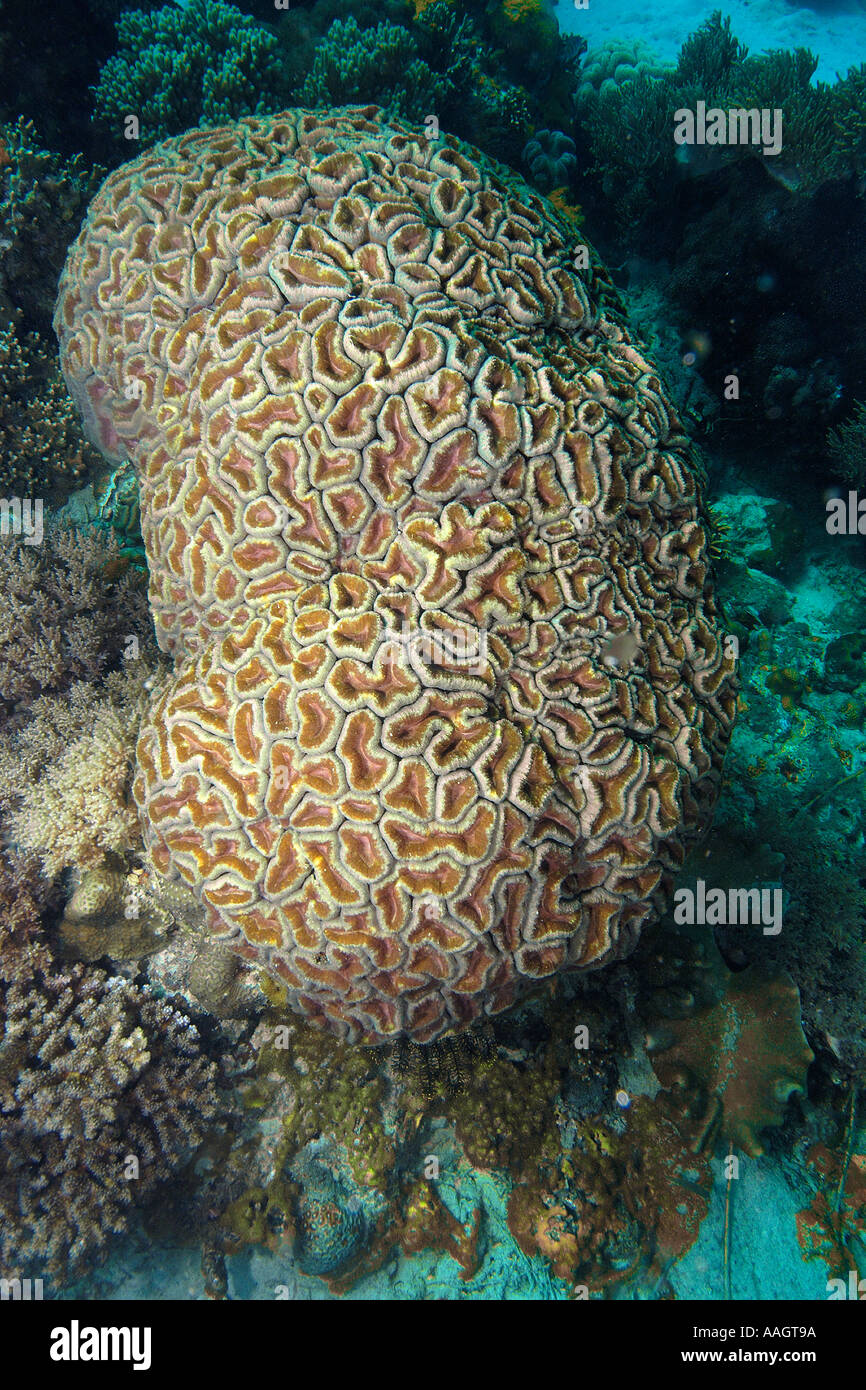 Brain coral Lobophyllia sp Apo island Marine Reserve Philippines Stock Photo