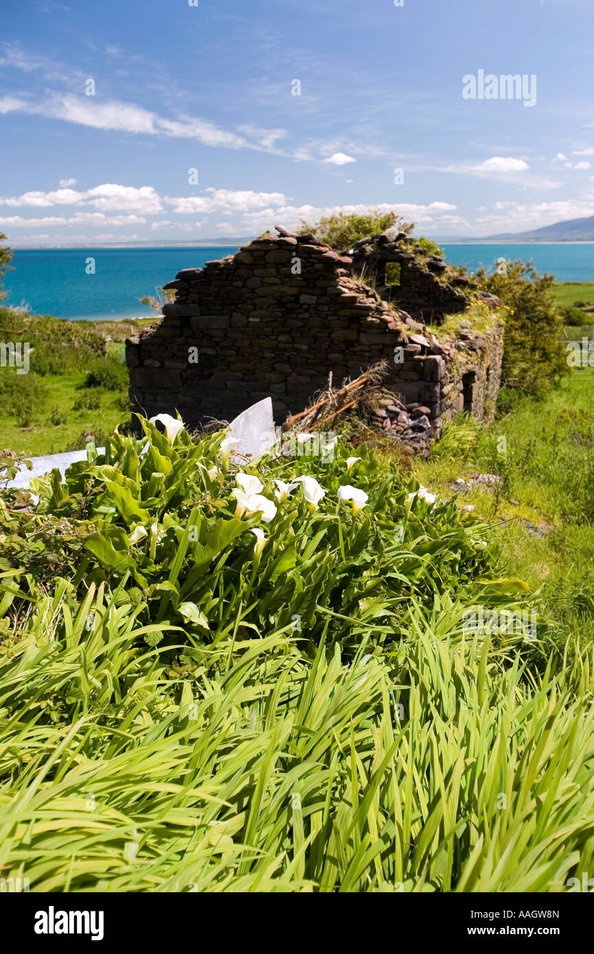 Ireland Kerry Dingle Peninsula Brandon Arum Lillies growing wild near