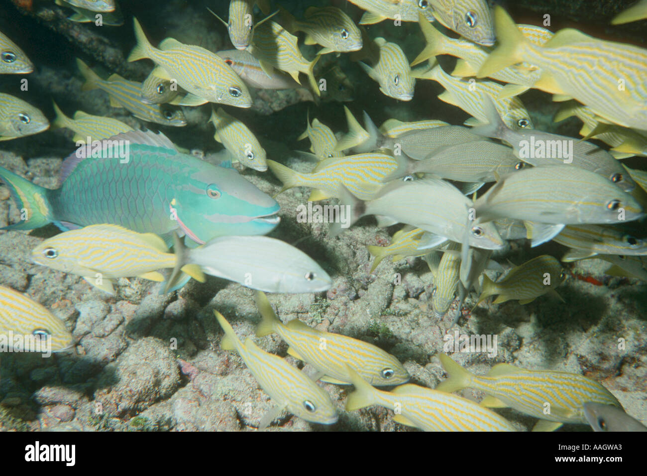 Stoplight parrotfish Sparisoma viride swims amongst grunts Haemulon spp John Pennekamp National Marine Sanctuary Florida USA Stock Photo