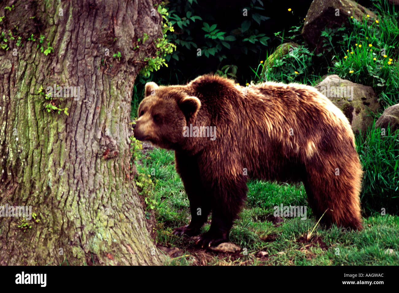 European Brown Bear Ursus arctos Stock Photo - Alamy
