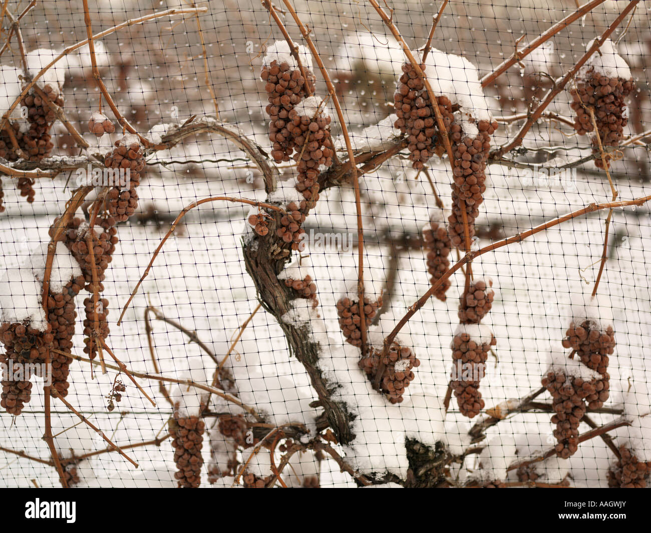 Canada,Ontario,Niagara-on-the-Lake,grapes left on the vine until winter for ice wine harvest Stock Photo