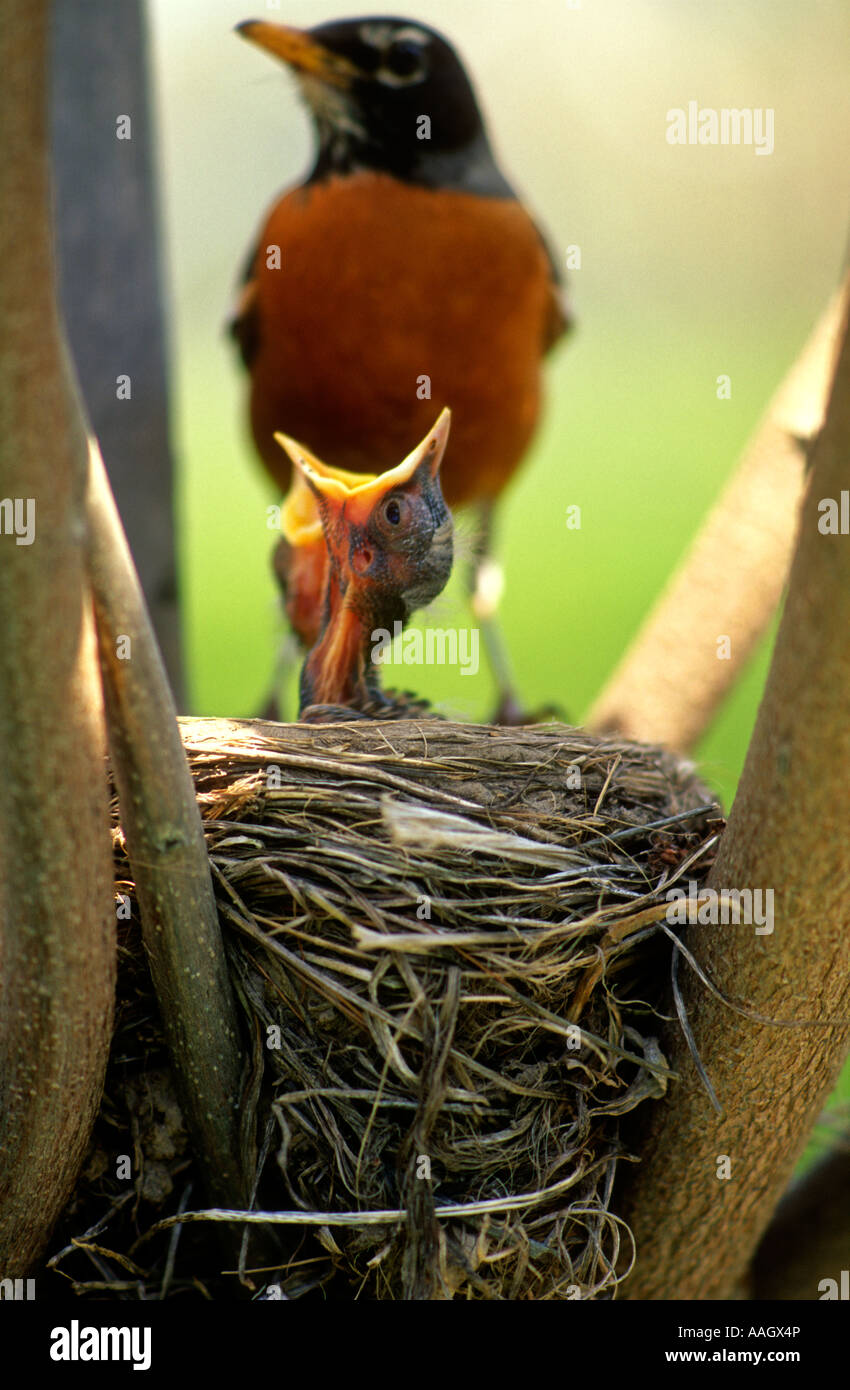 baby Robin with open beak waiting for a feeding Stock Photo Alamy