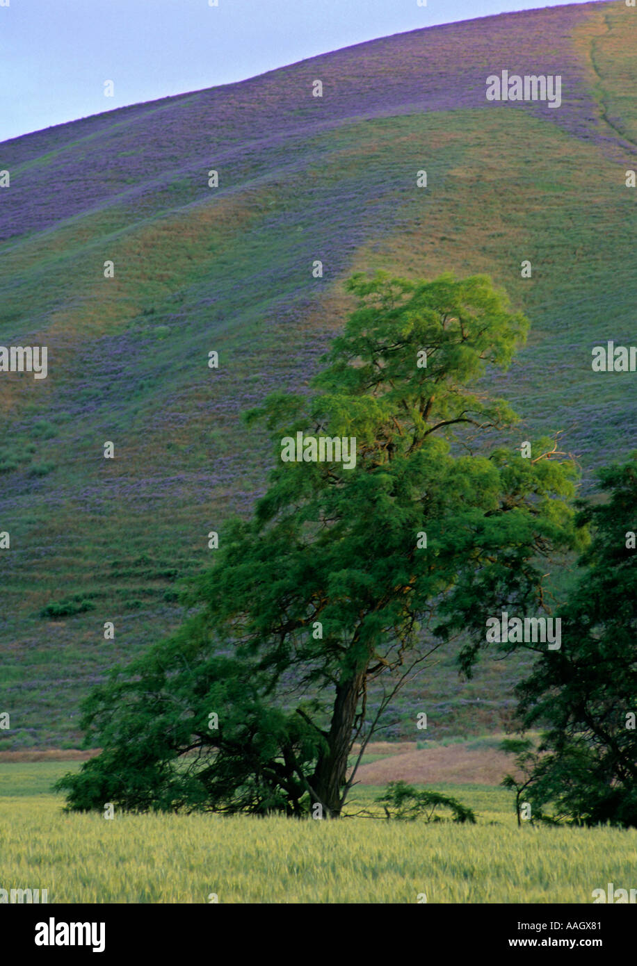 Scenic Farmlands and Tree in Eastern Washington Stock Photo Alamy