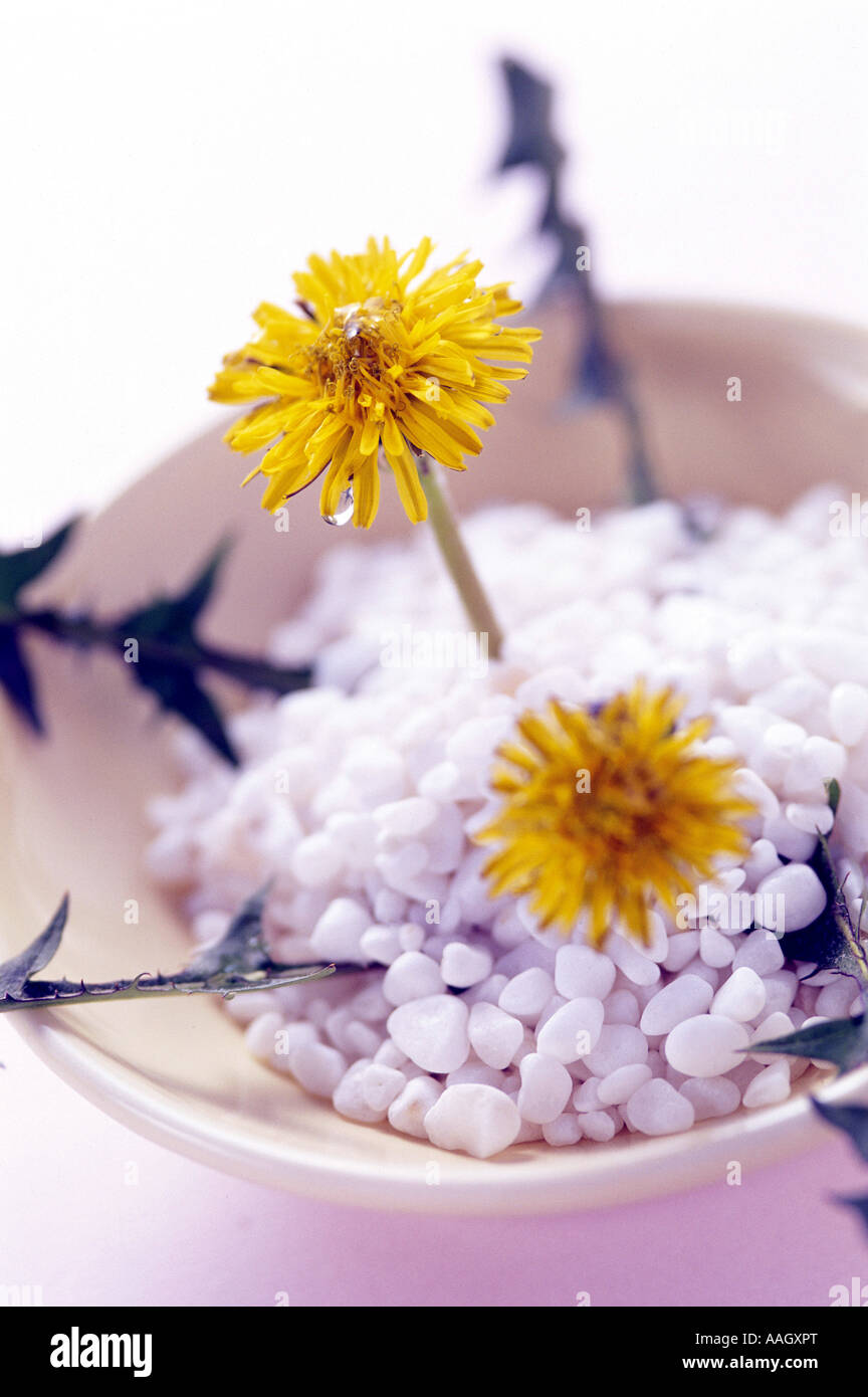 Dandelion top hi-res stock photography and images - Alamy