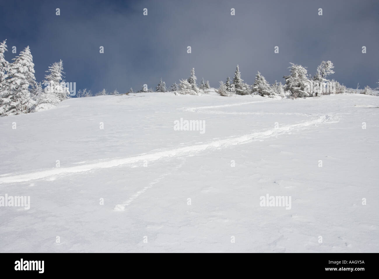 Snow laden trees high on the slopes of Mount Cardigan in Canaan NH Clark Trail Stock Photo Alamy