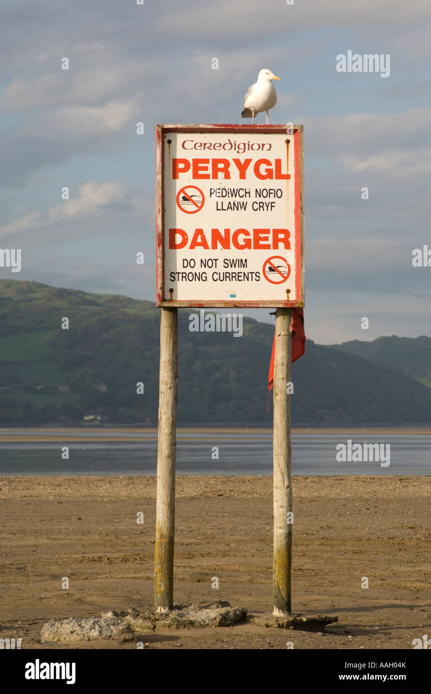seagull perched on bilingual Danger warning sign no swimming in welsh and english on Ynyslas sands beach Dyfi estuary Stock Photo