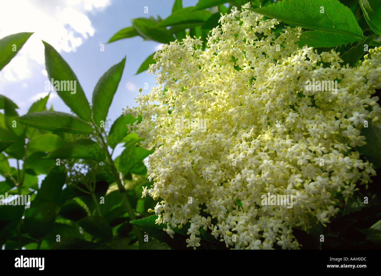 THE BOTTLE GREEN DRINKS COMPANY FROM SOUTH WOODCHESTER NEAR STROUD GLOS