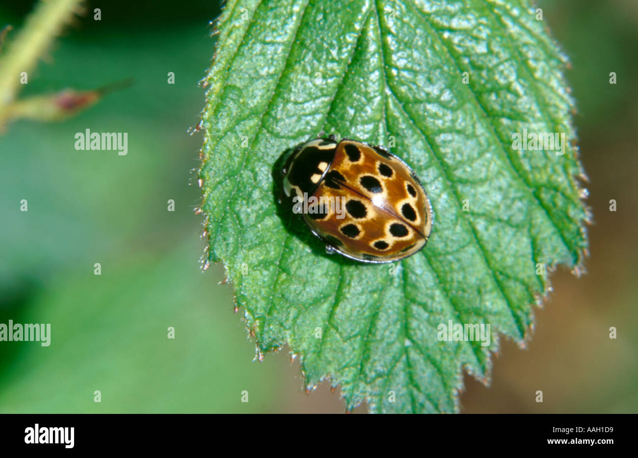 Eyed ladybird (Anatis ocellata) (order, Coleoptera). Stock Photo