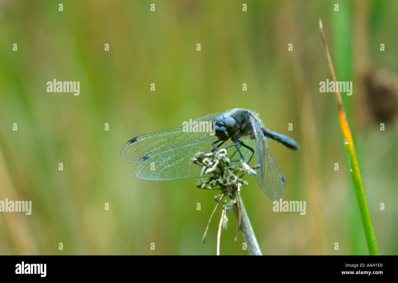 Black darter dragonfly (Sympetrum scoticum) (order Odonata, group Anisoptera). Stock Photo