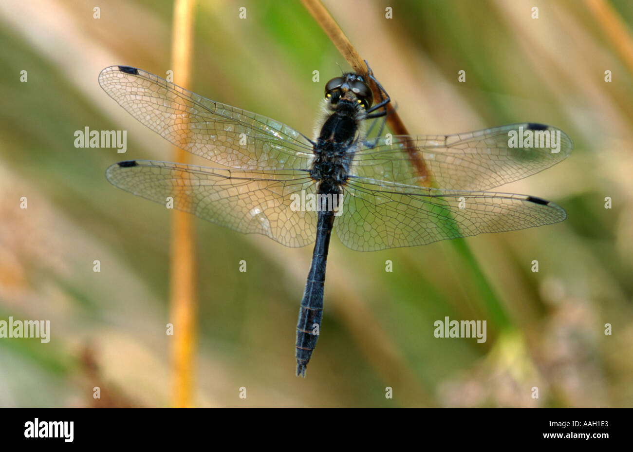 Black darter dragonfly (Sympetrum scoticum) (order Odonata, group Anisoptera). Stock Photo