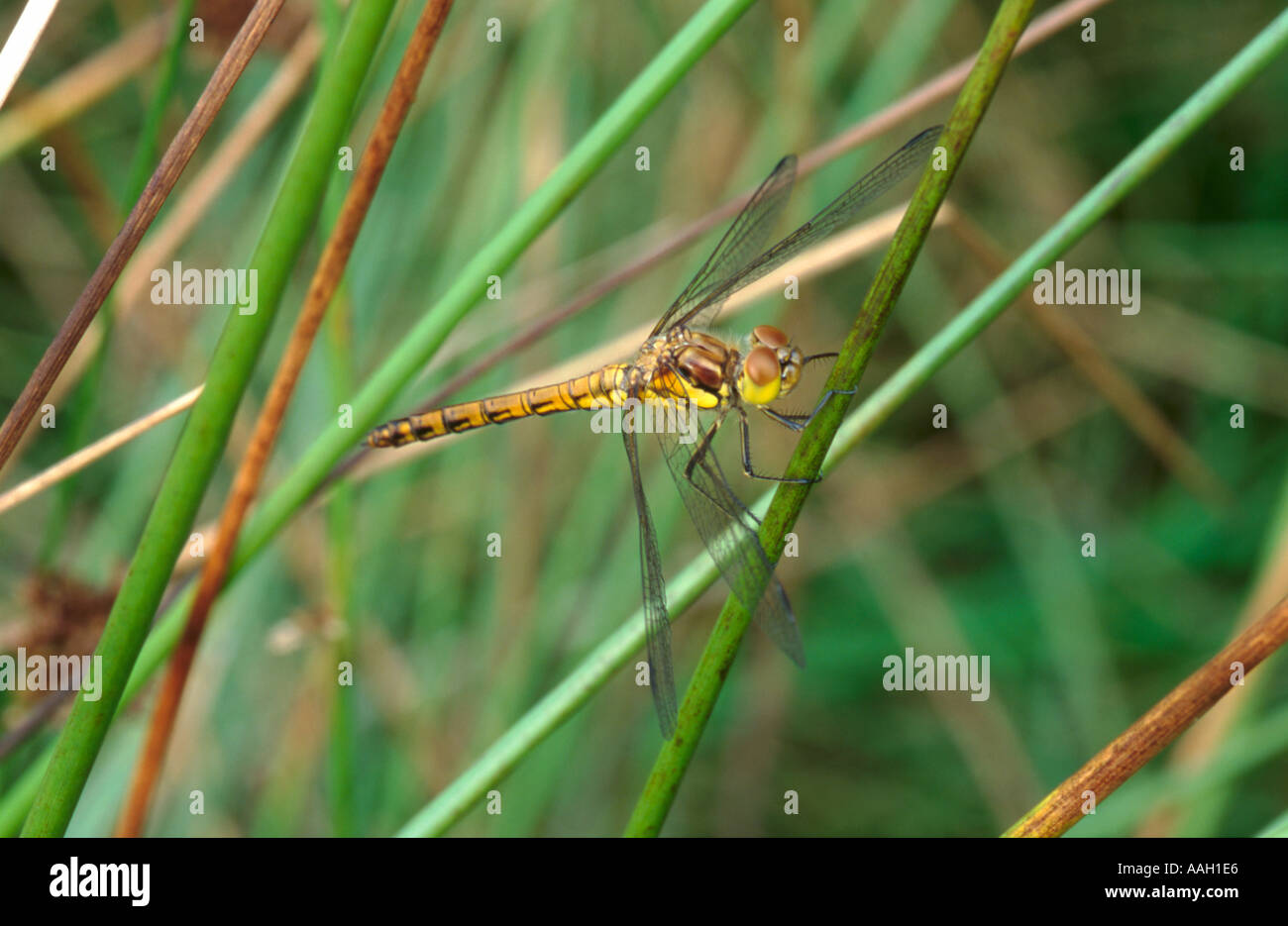 Black darter dragonfly, yellow form (Sympetrum scoticum) (order Odonata group Anisoptera). Stock Photo