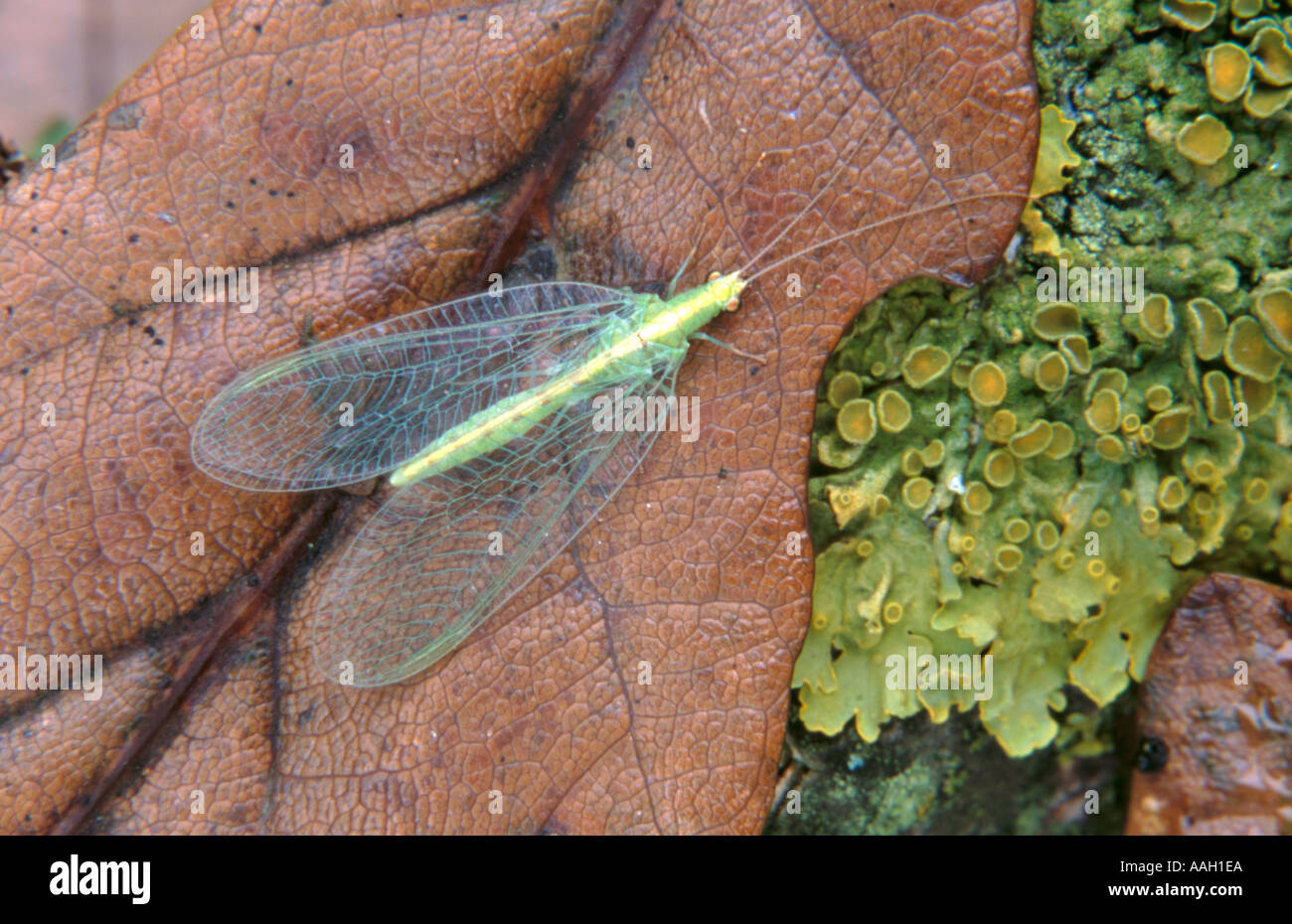 Green lacewing (Chrysoperia carnea) (order Neuroptera, family Chrysopidae). Stock Photo