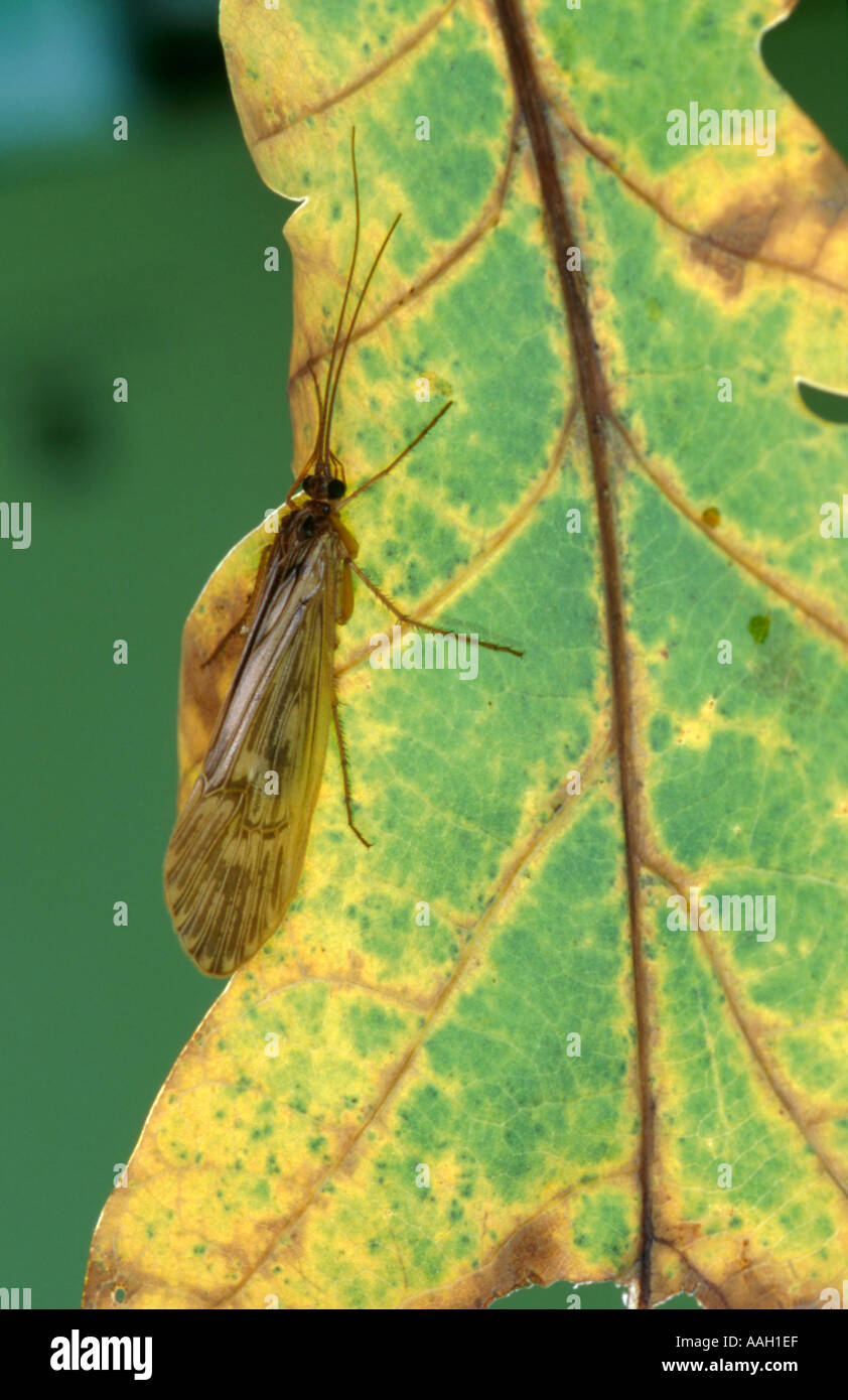 Caddis fly (Halesus radiatus) (order Trichoptera, family Phryganeidae