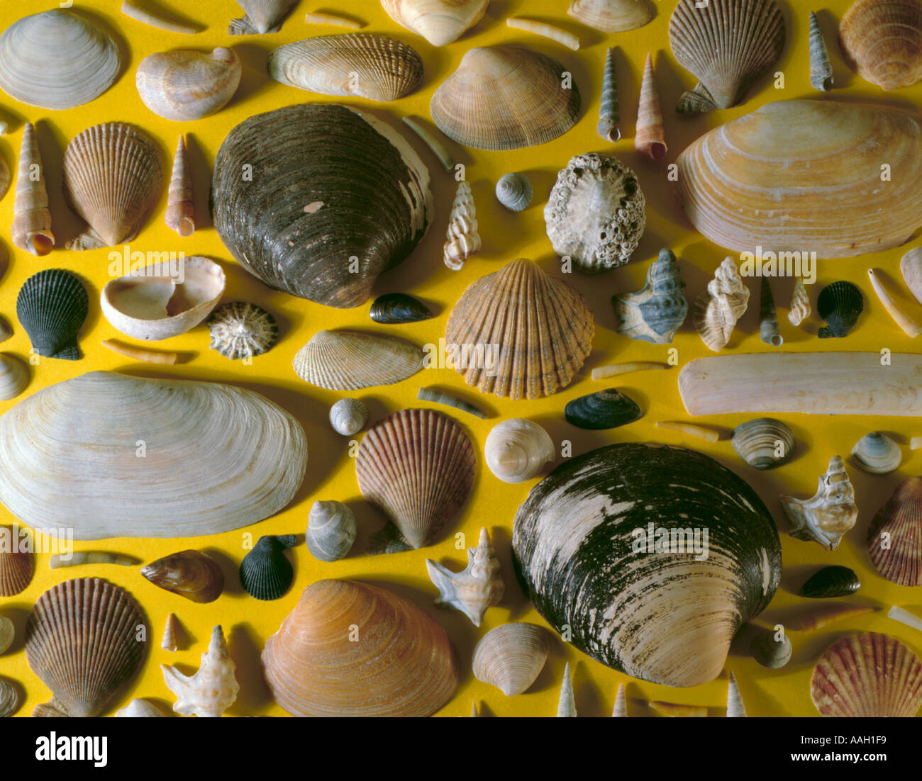 Display of sea shells found on UK shores. Stock Photo
