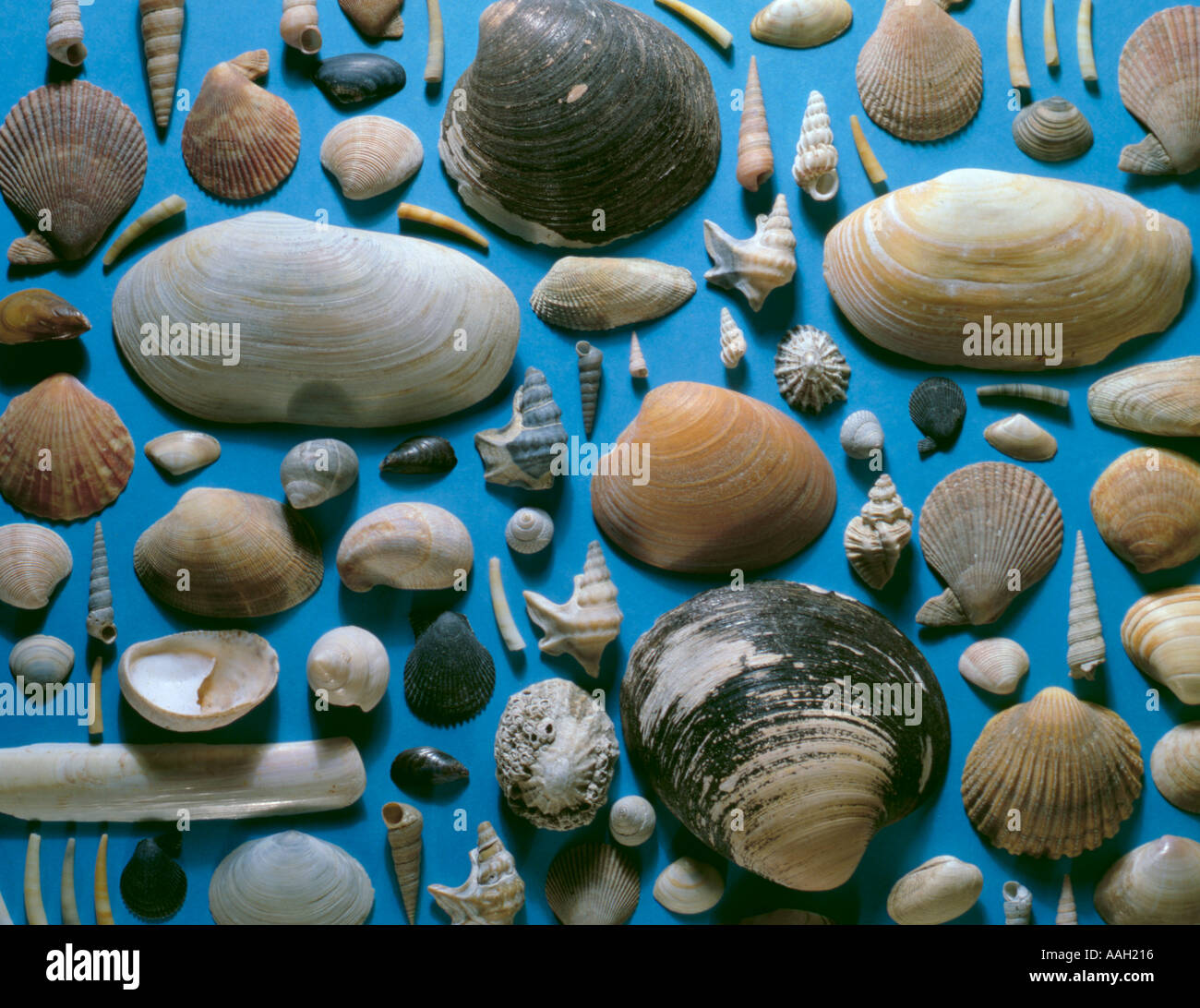 Display of sea shells found on UK shores Stock Photo