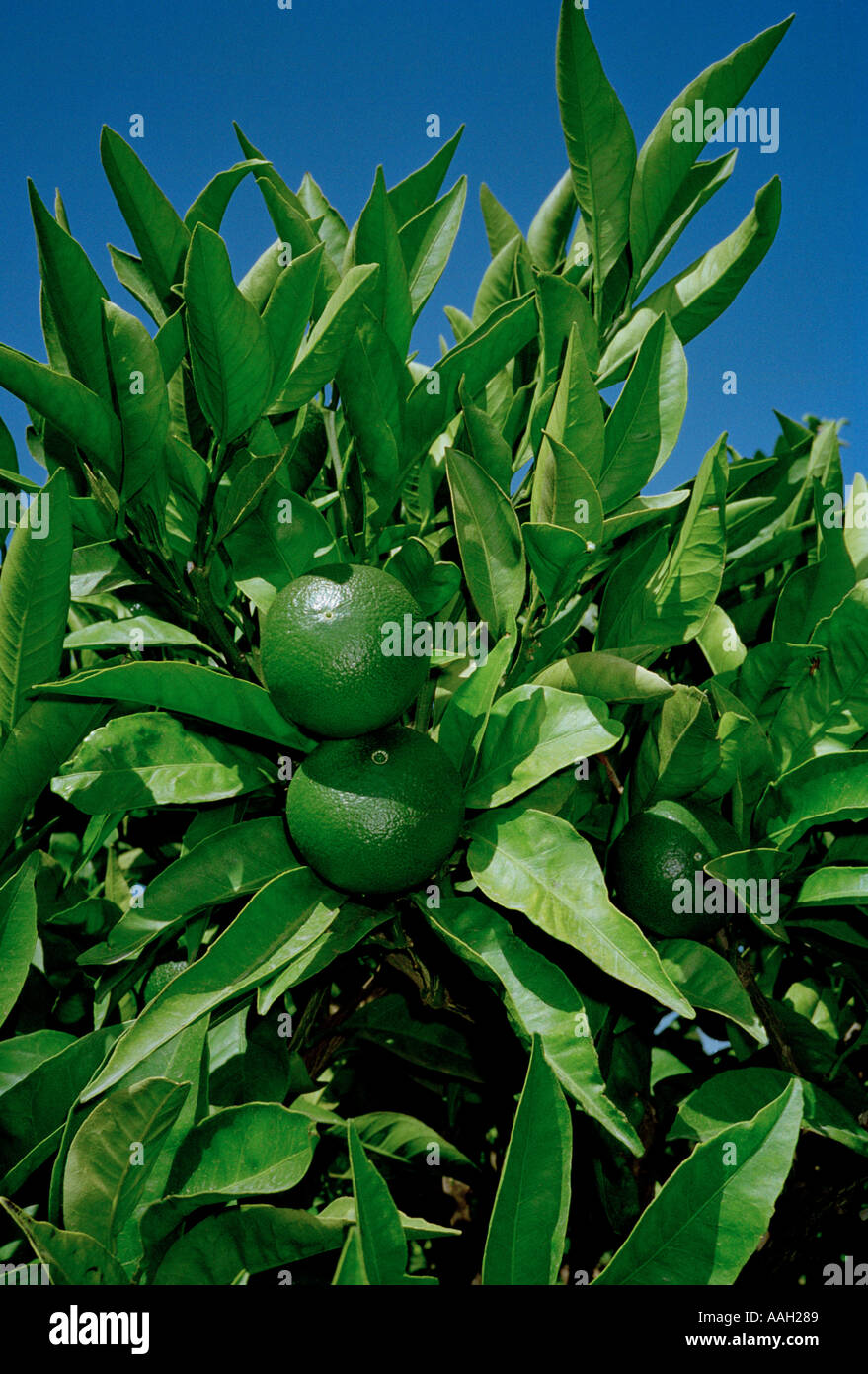 Limes growing on the tree Stock Photo Alamy