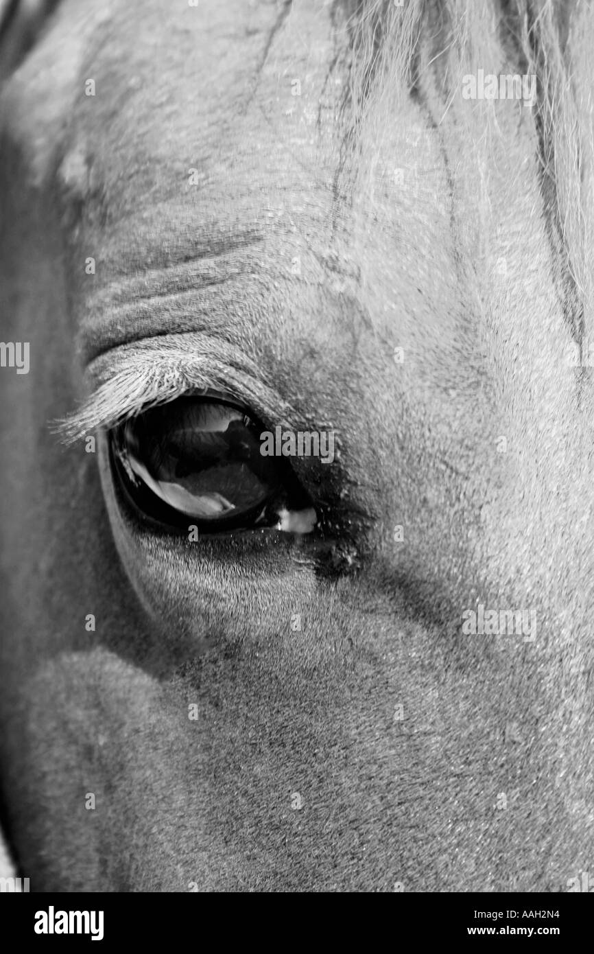 Horses eyes Black and White Stock Photos & Images Alamy