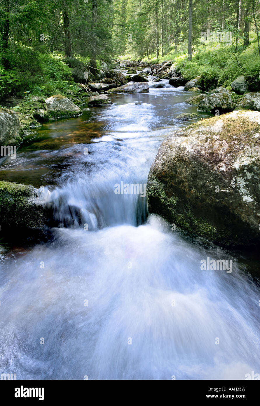 Woodland sunlight stream hi-res stock photography and images - Alamy