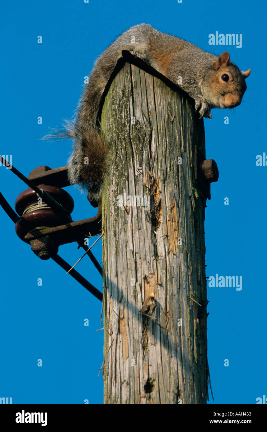 Grey Squirrel Sciurus carolinensis on Telegraph Pole Stock Photo