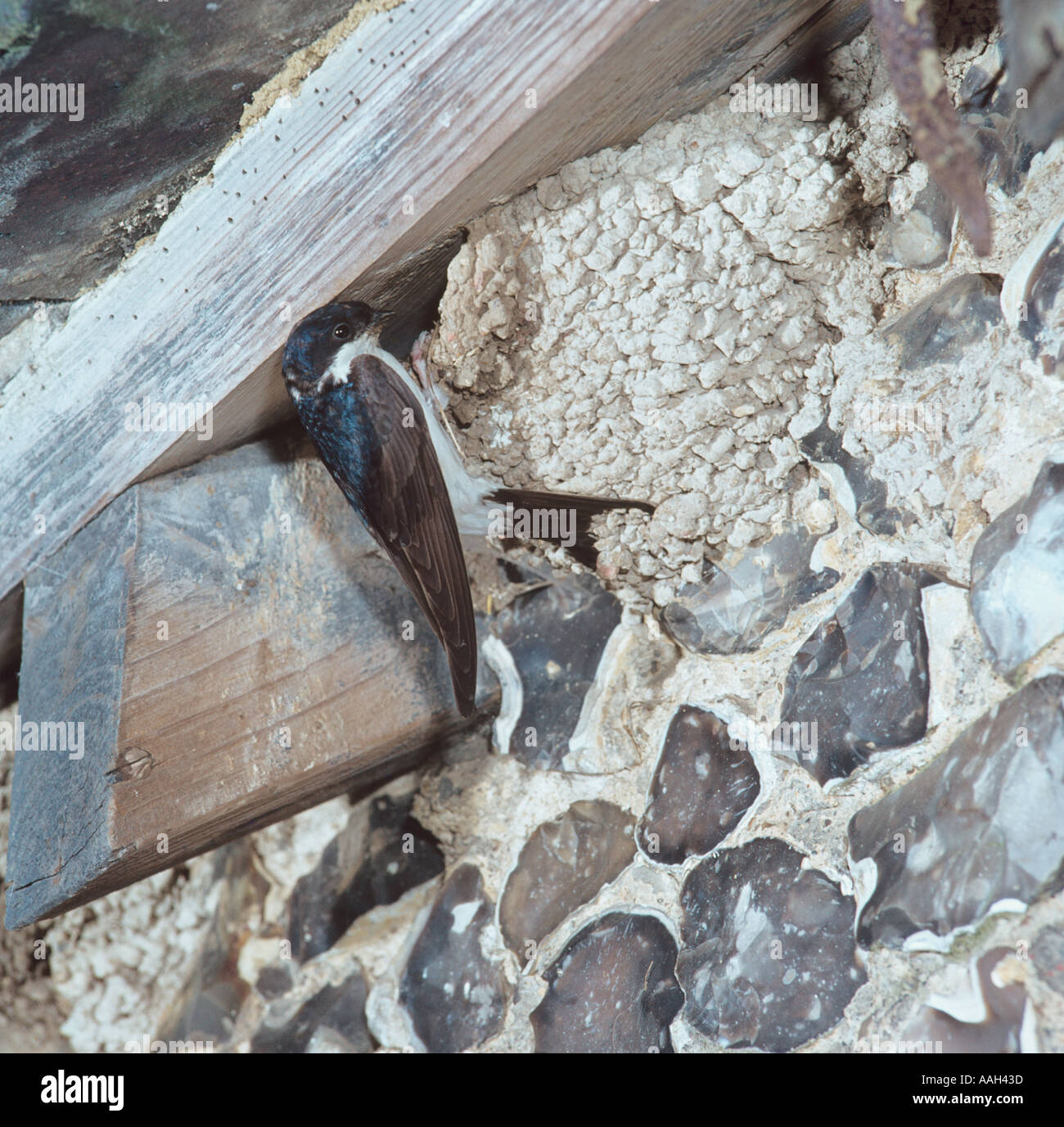 Swift bird nest house hires stock photography and images Alamy
