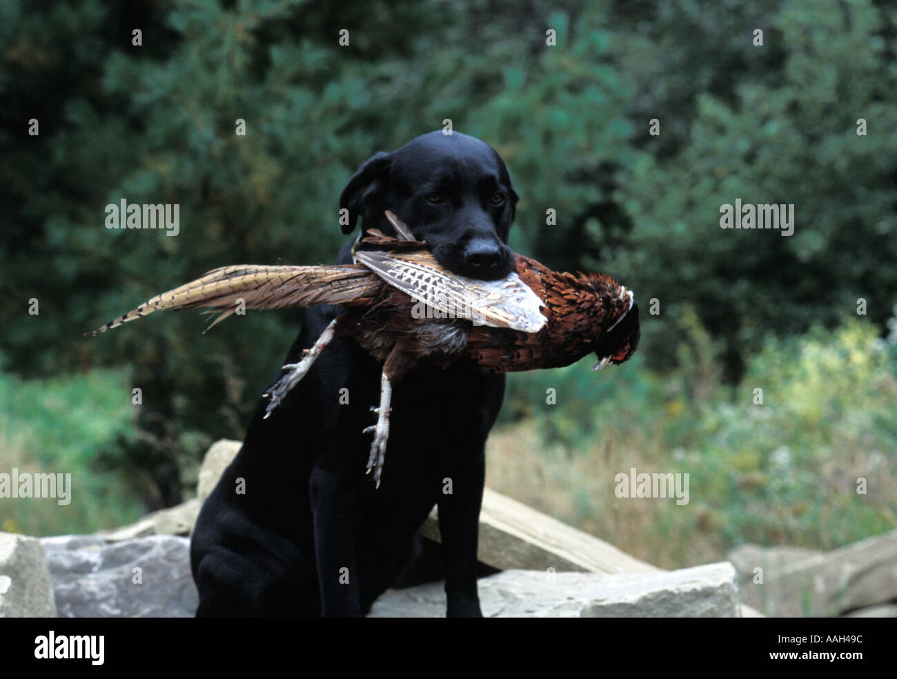 Black Lab Hunting Dog With Ring Necked Pheasant In His Mouth New Brunswick Canada Stock Photo Alamy