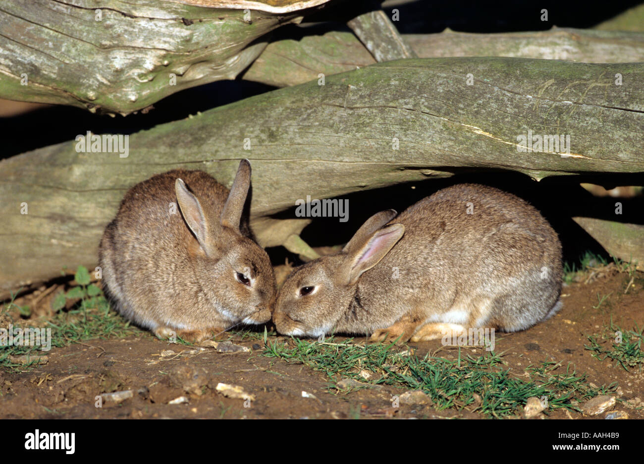 Rabbit Warren Uk Stock Photos & Rabbit Warren Uk Stock Images Alamy