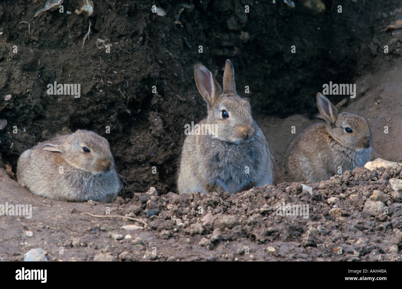Rabbits Oryctolagus cuniculus Outside Warren Winter Stock Photo Alamy