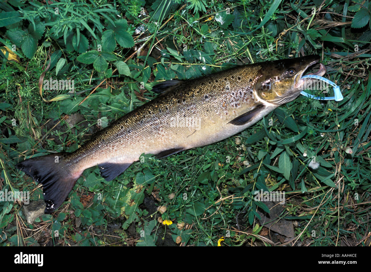 Grilse hires stock photography and images Alamy