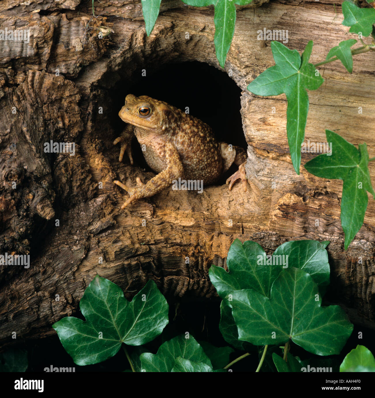 Common toad bufo bufo in the Hole Stock Photo