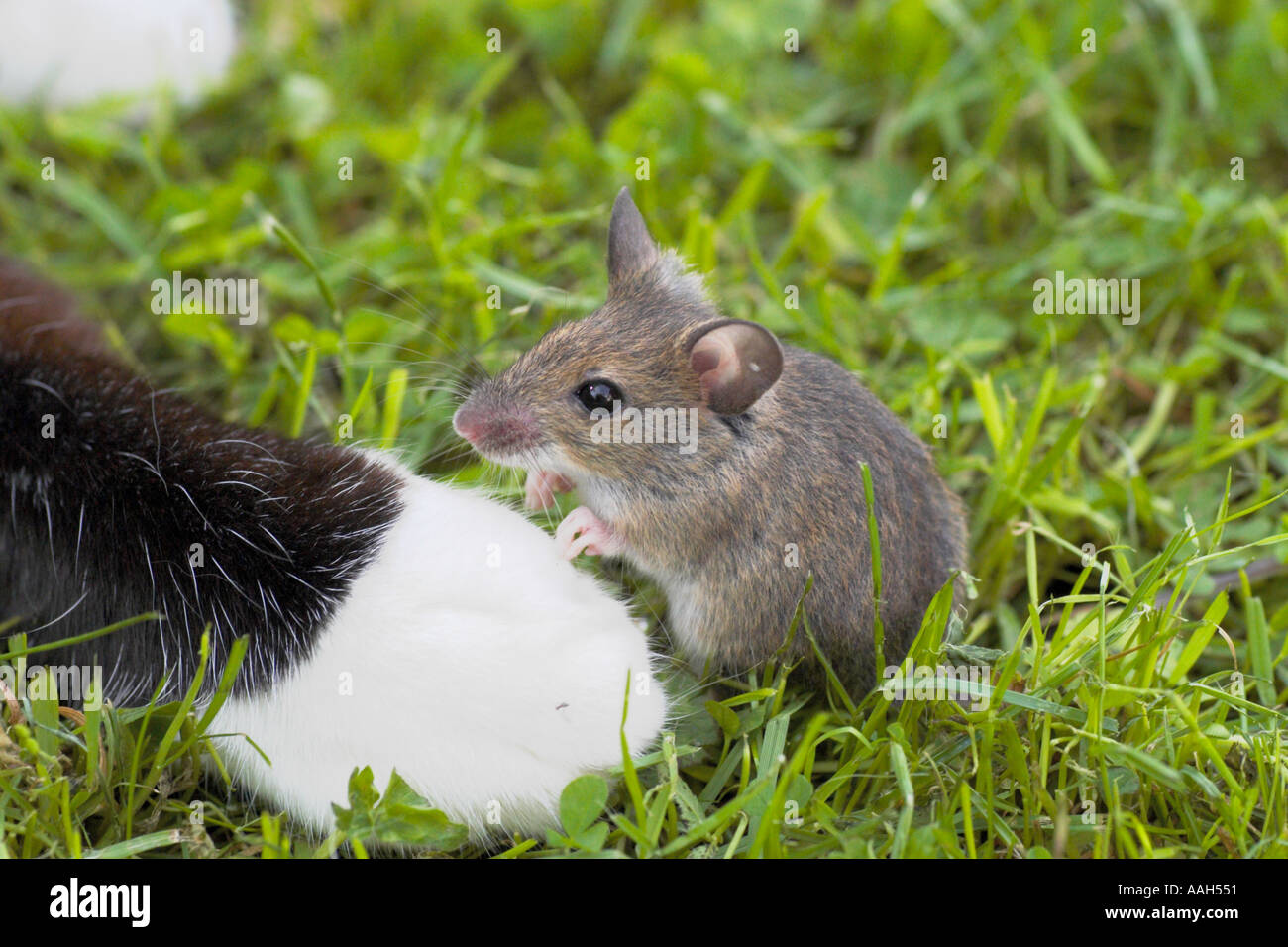 Cat plays with a mouse Stock Photo Alamy