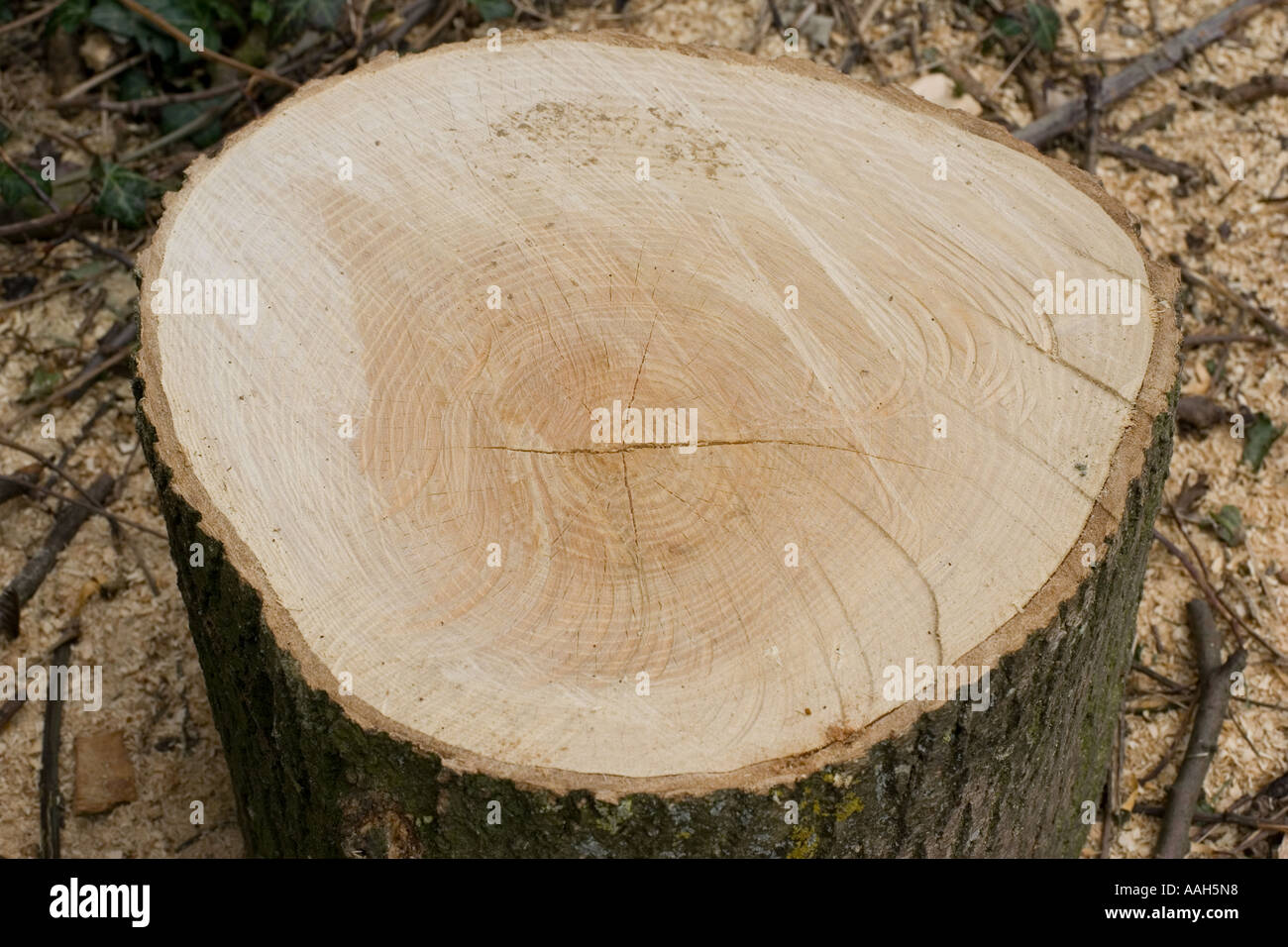 Cut ash tree logs fraxinus hi-res stock photography and images - Alamy