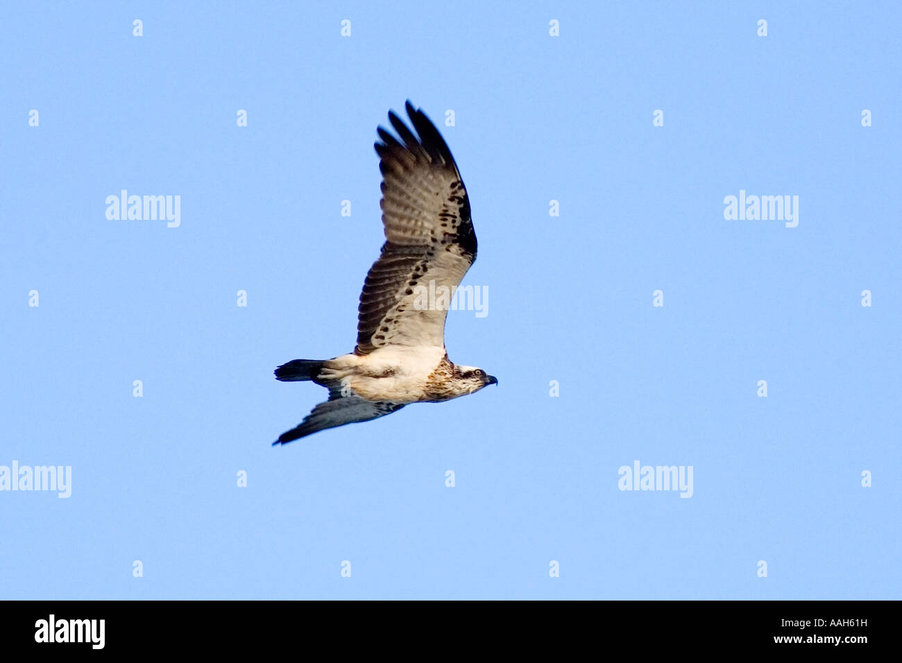 an osprey flying against blue sky Stock Photo - Alamy