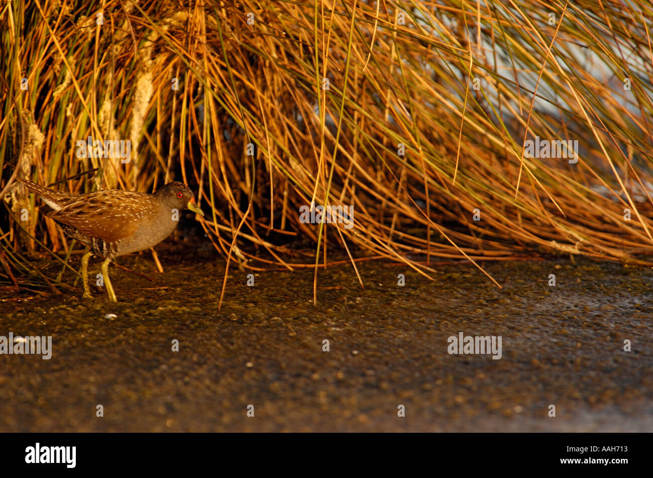 Porzana Fluminea High Resolution Stock Photography and Images Alamy