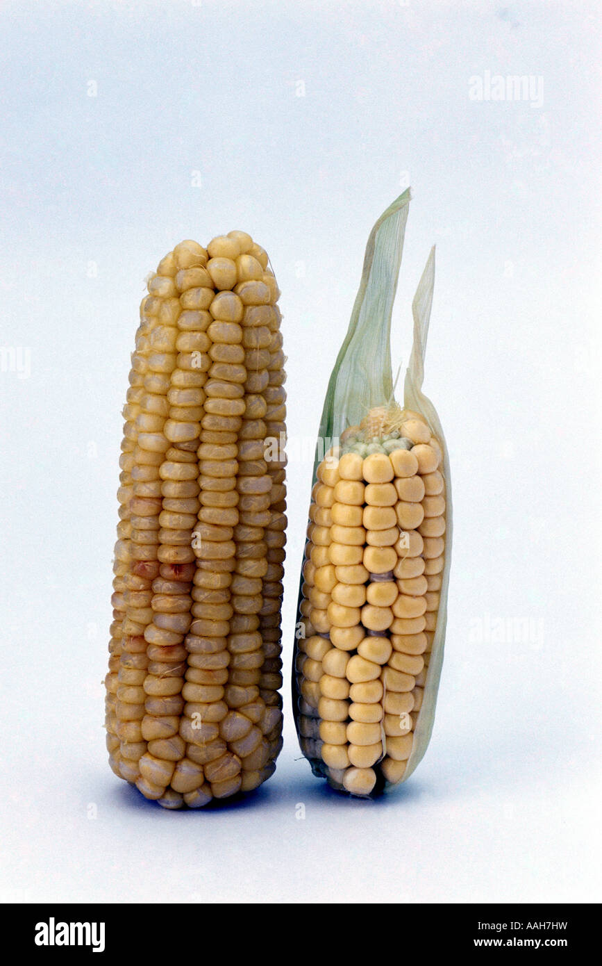 C is for corn hi-res stock photography and images - Alamy