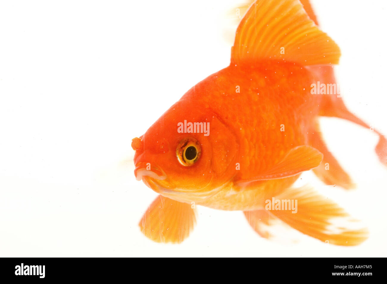 One Goldfish representing Patient enduring tolerant uncomplicated serene uncomplicated simple straightforward basic unfussy Stock Photo