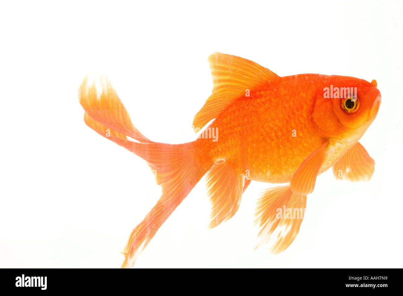 one Goldfish representing Patient enduring tolerant uncomplicated serene uncomplicated simple straightforward basic unfussy Stock Photo