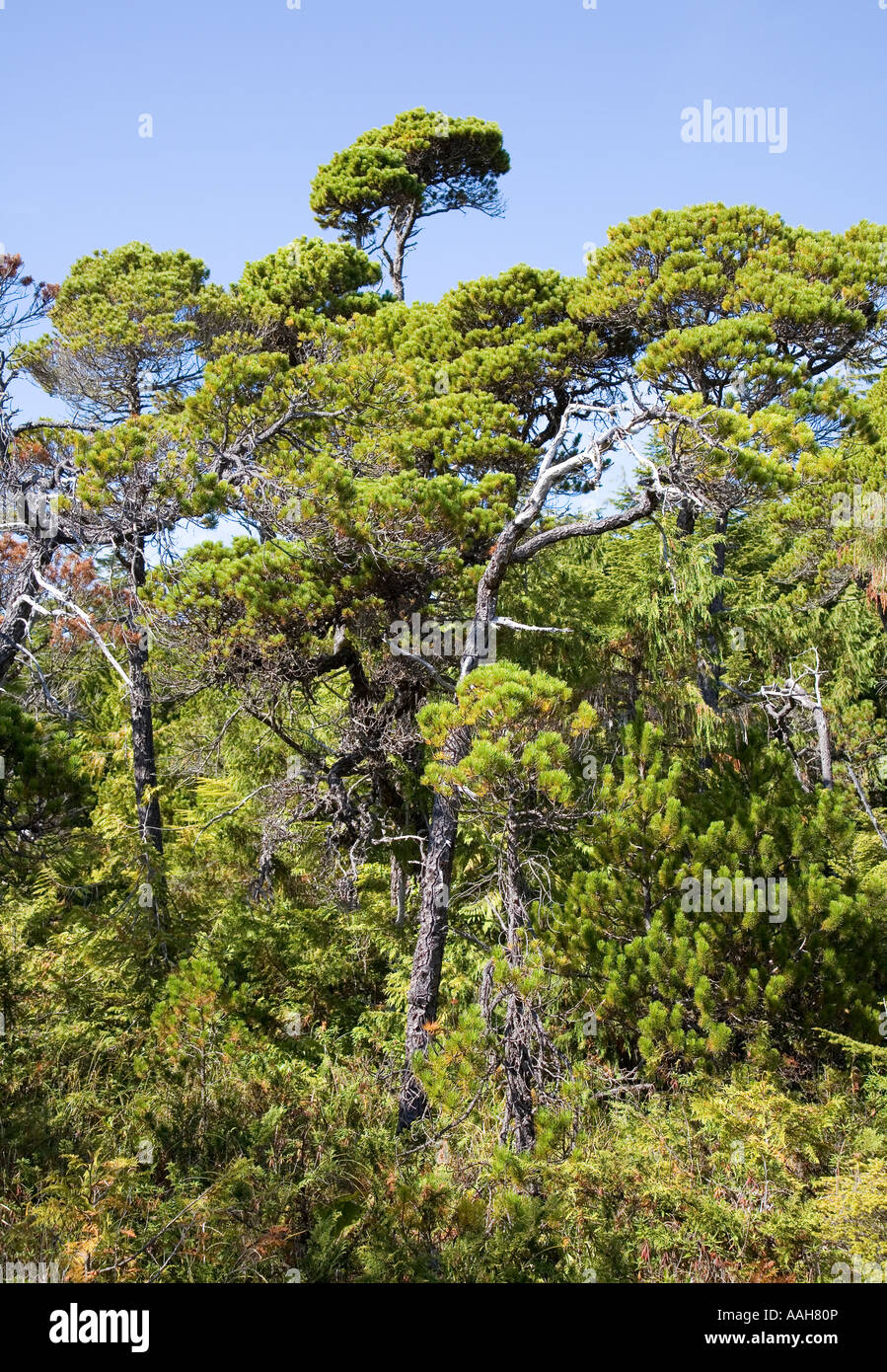Stunted forest of Shorepine Pinus contorta Pacific west coast Vancouver island British Columbia Canada Stock Photo