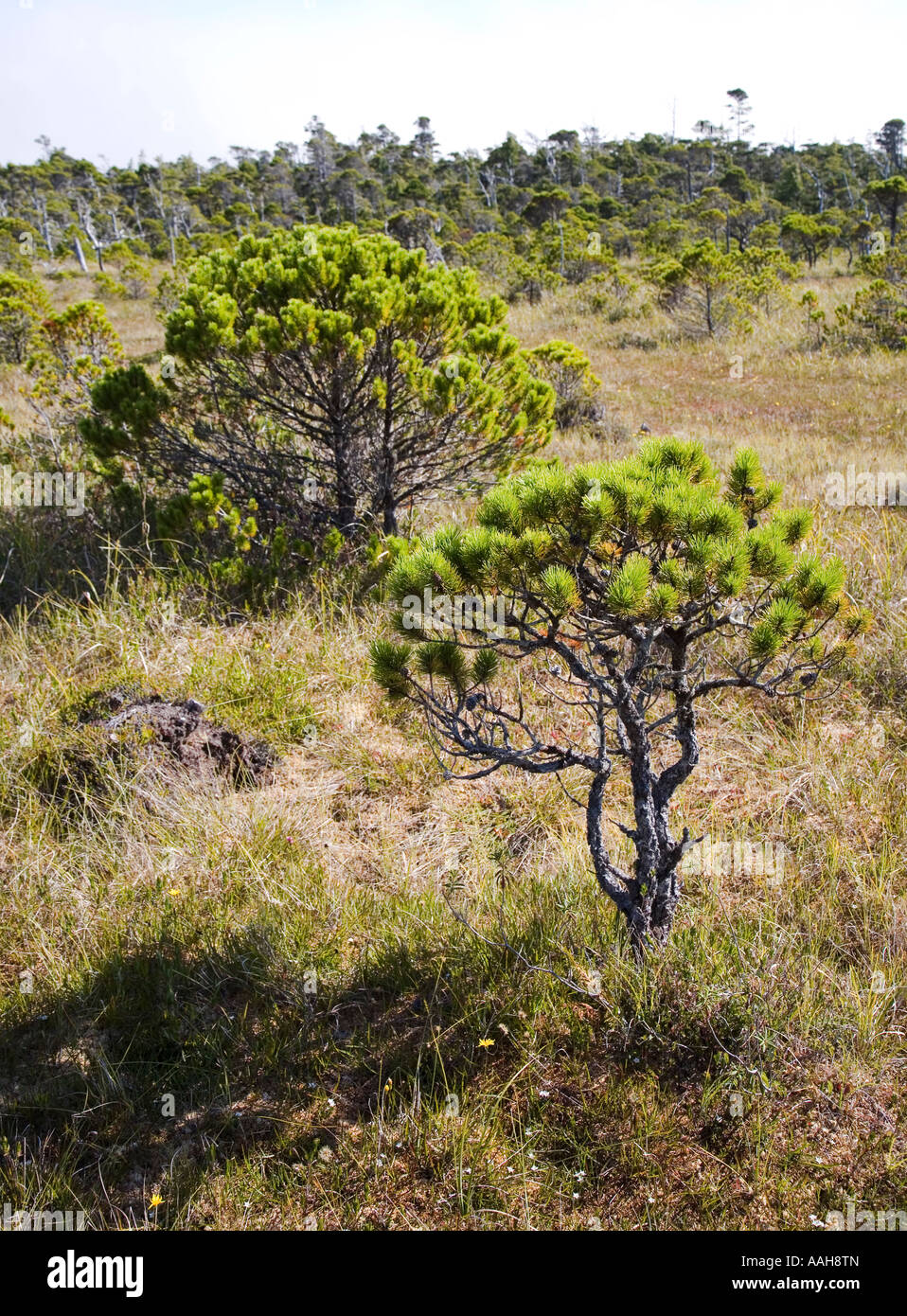Stunted Shorepine Pinus contorta tree in boggy ground on Pacific west coast Vancouver island Canada Stock Photo