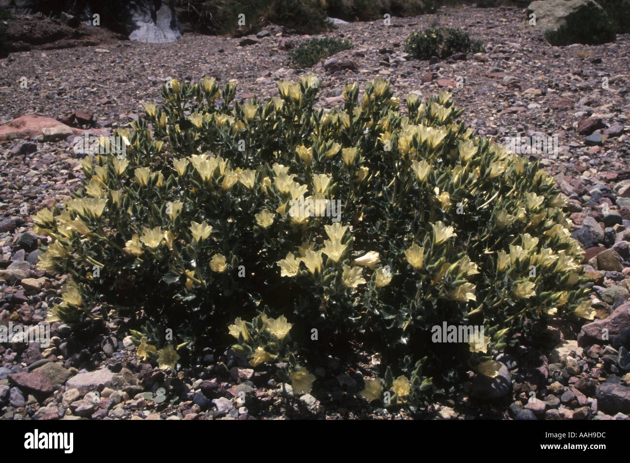 Death valley flowers hi-res stock photography and images - Alamy