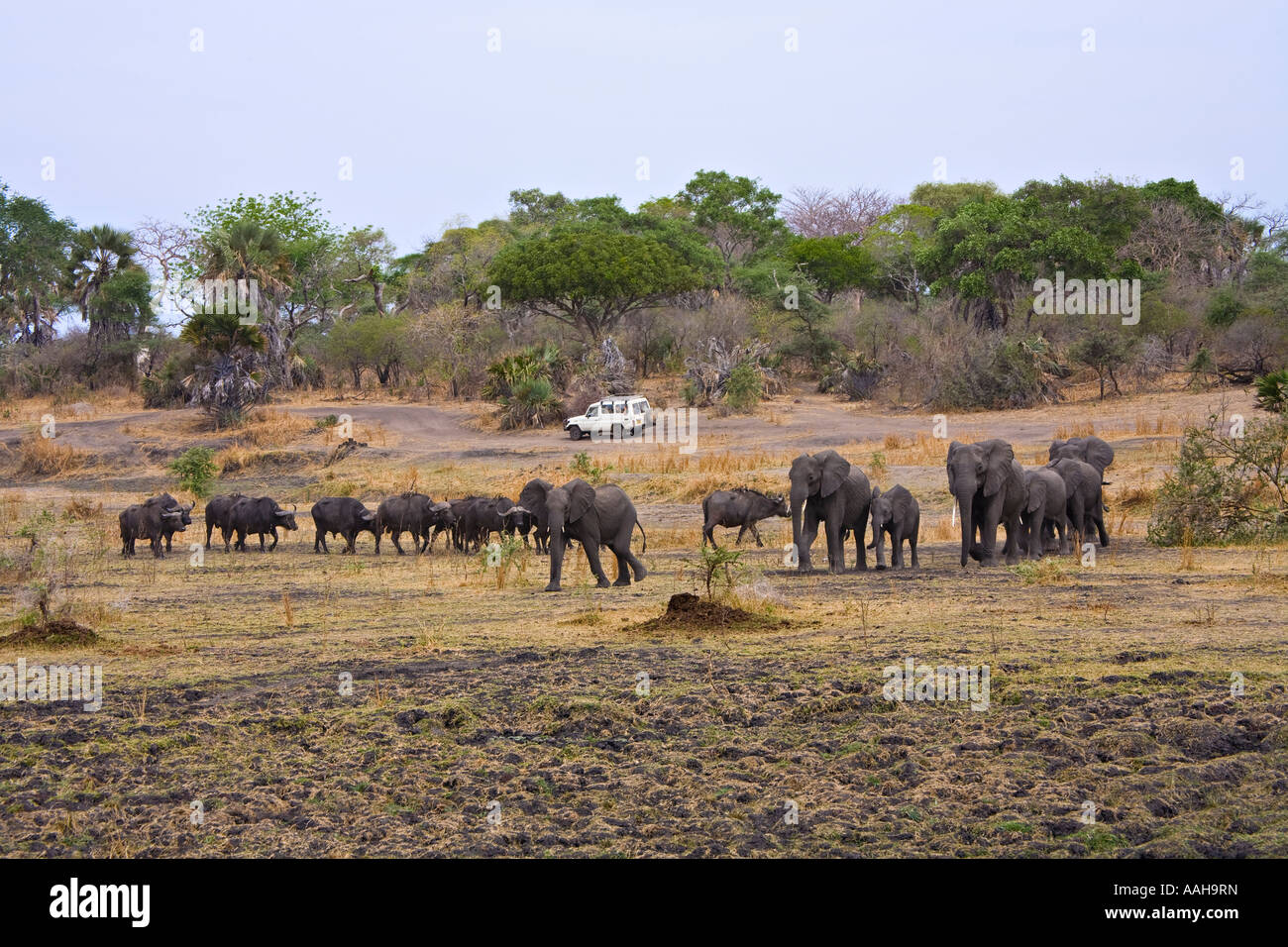 Safari in Katavi National Park, Tanzania, Africa Stock Photo